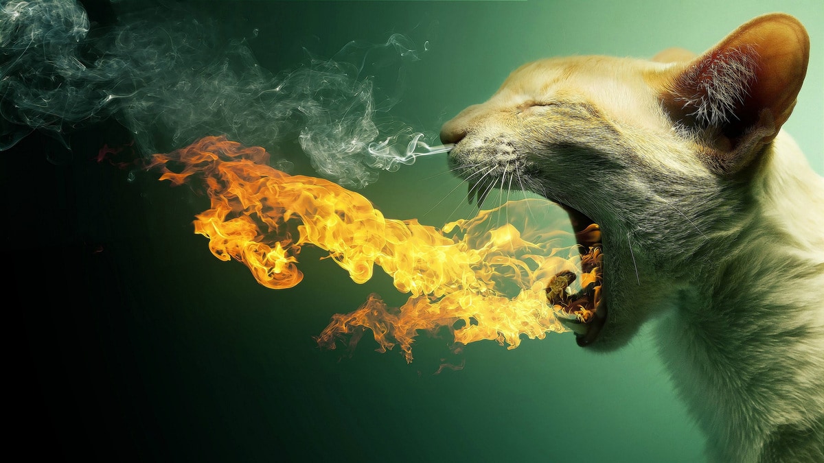 chat en feu