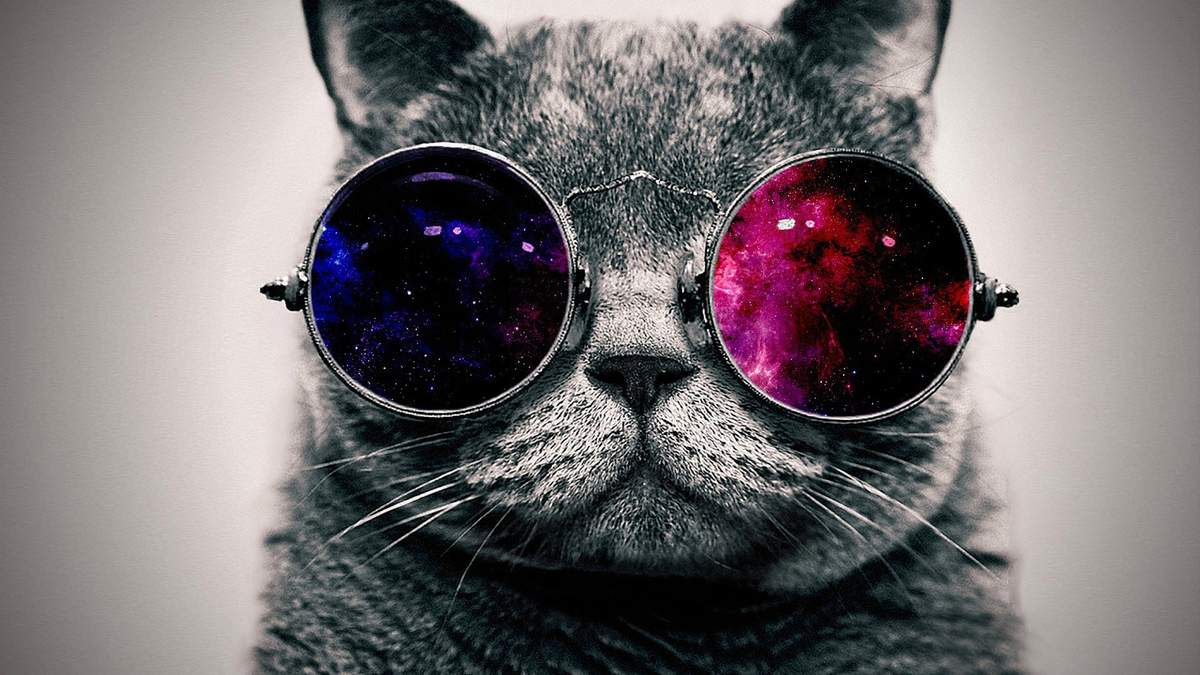 chat à lunette