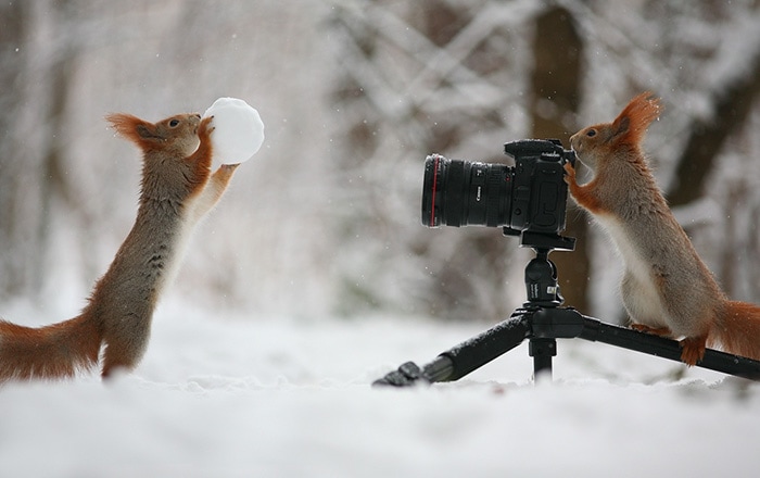 20-adorables-photos-d-ecureuils-8