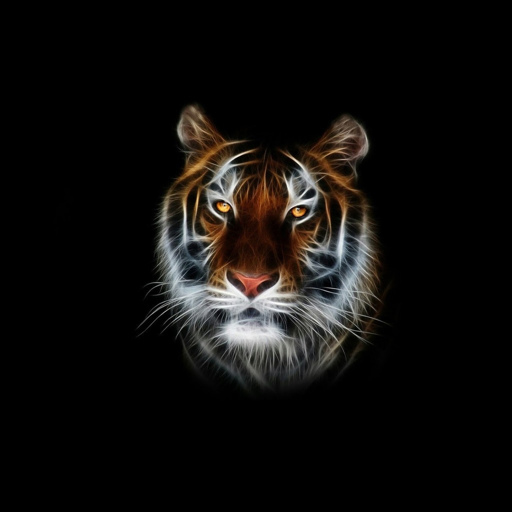 art-tigre